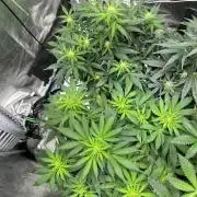 Lets find the real: Sweet Mango