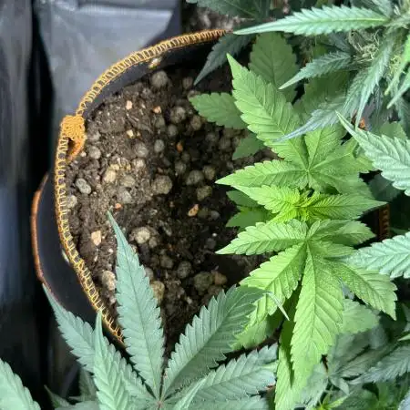watermelon-z 🤩