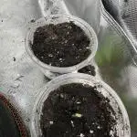 Ice Sweets: Frozen black cherry