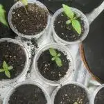 Medical grow: Painkiller XL