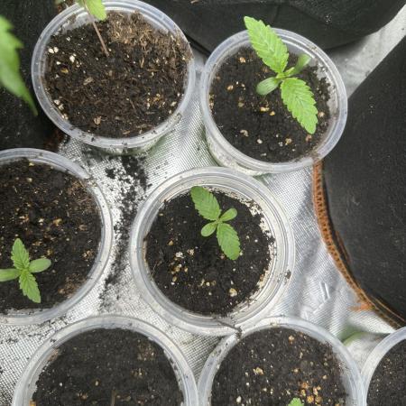 Medical grow: Painkiller XL