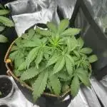 Lets find the real: Sweet Mango