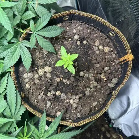 watermelon-z 🤩