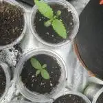 Ice Sweets: Frozen black cherry