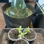 2nd grow