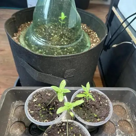 2nd grow