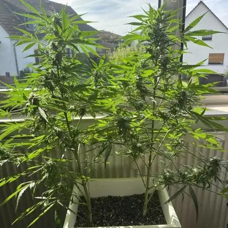 Outdoor/Indoor Testgrow