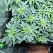 Medical grow: Painkiller XL