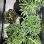2nd grow