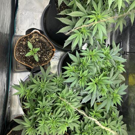 2nd grow