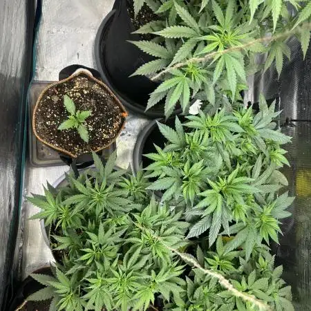 2nd grow