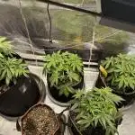 2nd grow