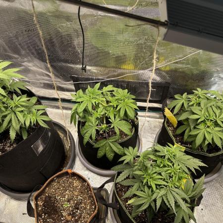 2nd grow
