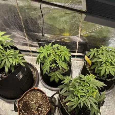 2nd grow