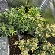 Lets find the real: Sweet Mango