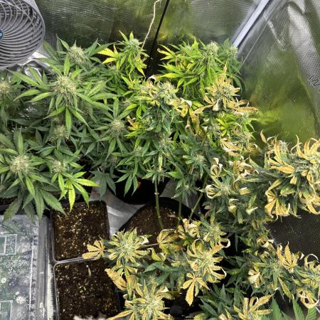 Lets find the real: Sweet Mango