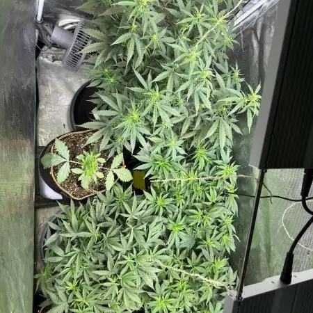 2nd grow