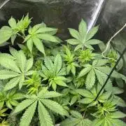 Ice Sweets: Frozen black cherry