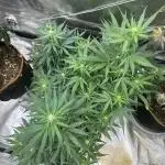 Clash of Titans 💥