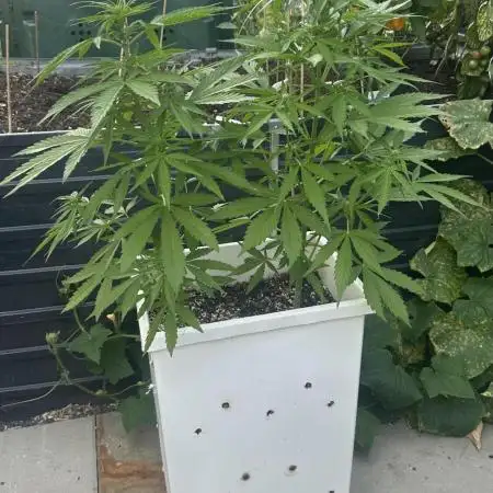 Outdoor/Indoor Testgrow