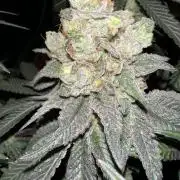 First Time Permanent Marker 🖊️🤩