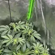 The modern classic: Orange Bud 2.0