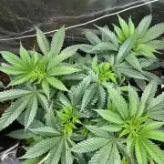 First copycat tryout