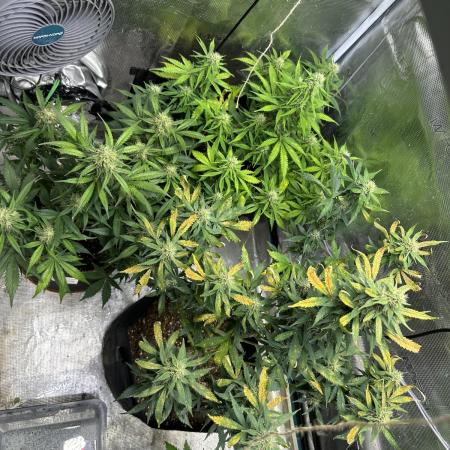 Lets find the real: Sweet Mango