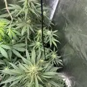 Clash of Titans 💥