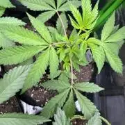 The modern classic: Orange Bud 2.0