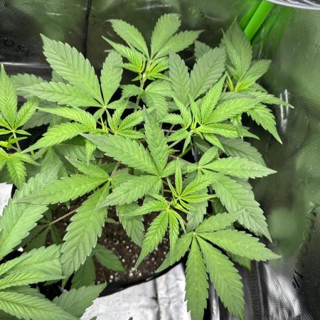 The modern classic: Orange Bud 2.0