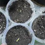 First copycat tryout