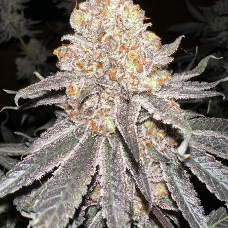2nd grow