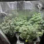 2nd grow