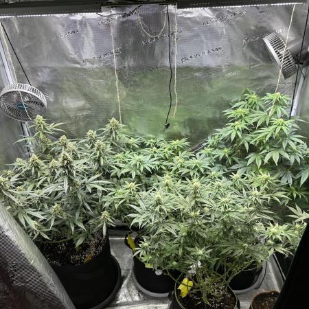 2nd grow