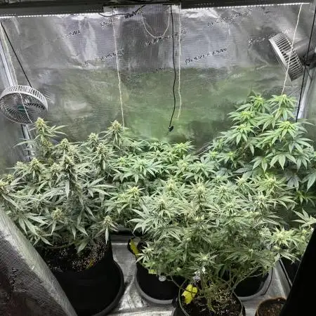 2nd grow