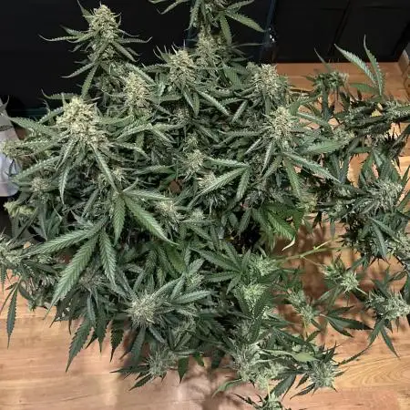 2nd grow