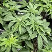 Medical grow: Painkiller XL