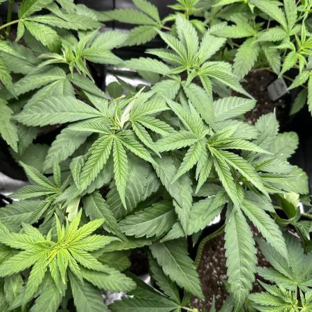 Medical grow: Painkiller XL