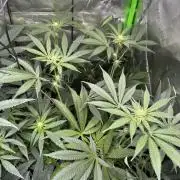 The modern classic: Orange Bud 2.0