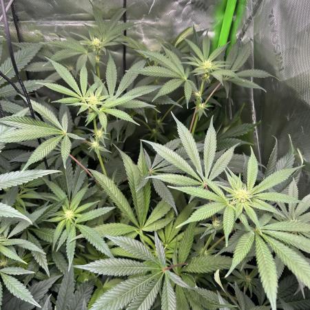 The modern classic: Orange Bud 2.0