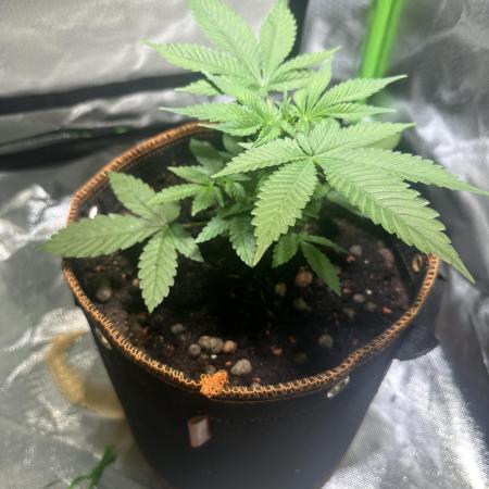 watermelon-z 🤩