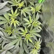 The modern classic: Orange Bud 2.0