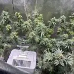 Mango kush Nirvana seeds