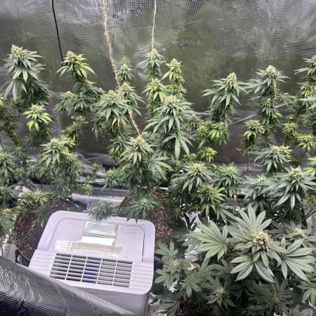 Mango kush Nirvana seeds