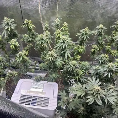 Mango kush Nirvana seeds
