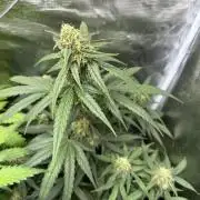 Clash of Titans 💥