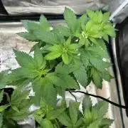 First copycat tryout