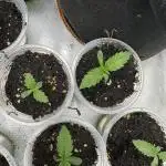 The modern classic: Orange Bud 2.0