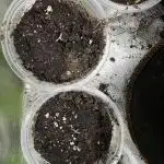 Medical grow: Painkiller XL